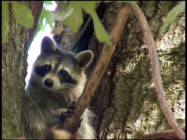 BREC's Bluebonnet Swamp Nature Center Photo 6