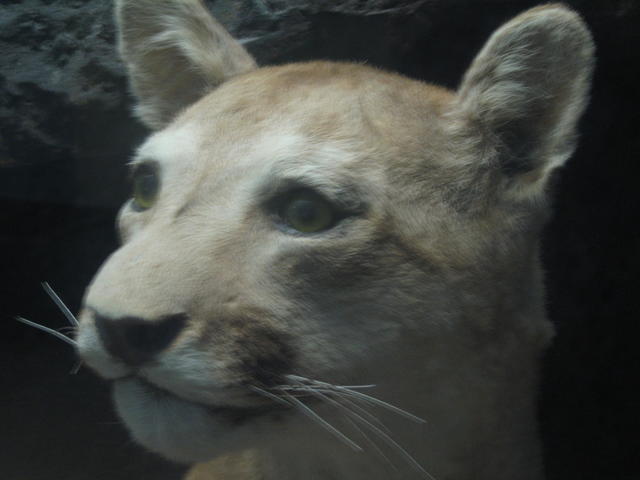 Touchstone Wildlife & Art Museum Photo