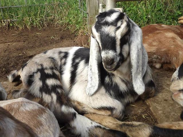 Goats on the Farm