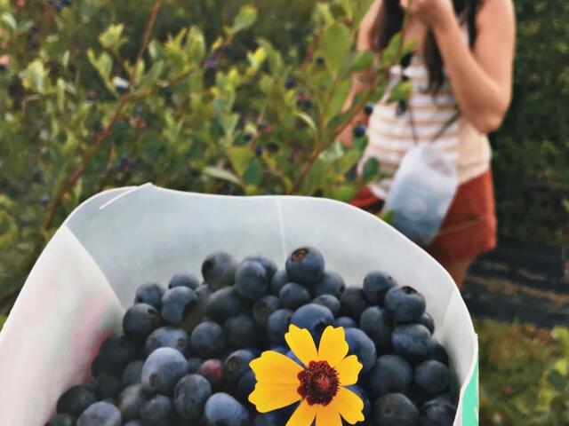 Bluesberry Fields Photo 3