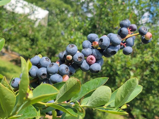 Bluesberry Fields Photo 2