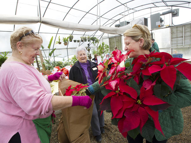 Poinsettia Day at LSU AgCenter Botanic Gardens