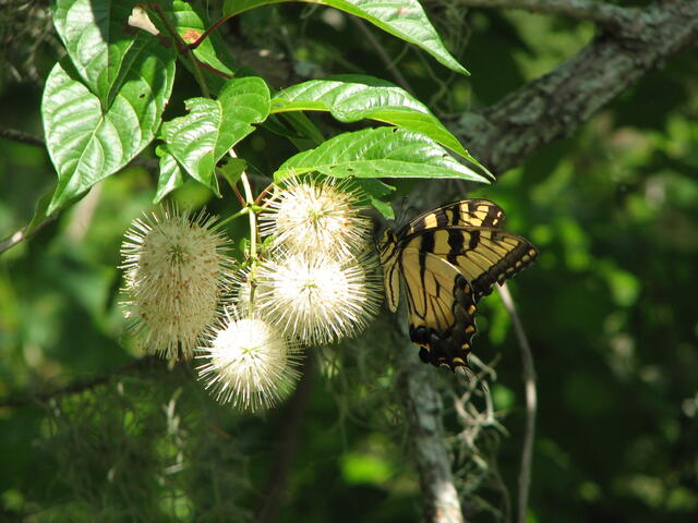 Tiger Butterfly on Button Bush flowers
