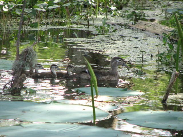 Momma woodduck and the brood