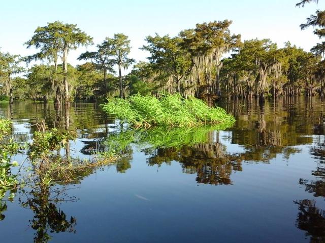 Atchafalaya Basin