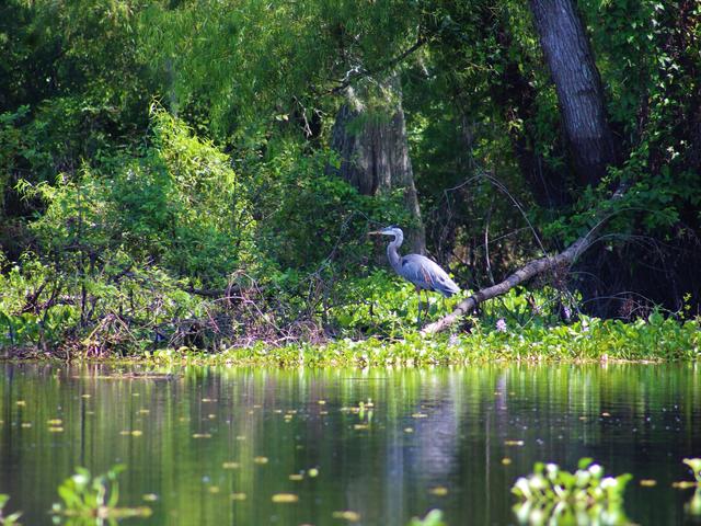 Cajun Customized Excursions Photo 3