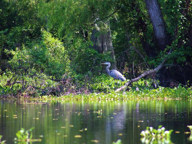 Cajun Customized Excursions Photo 4