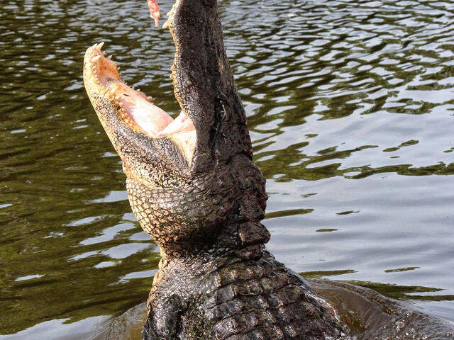 Feeding Time