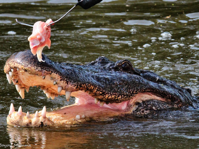 Capt. Billy Gaston Feeding "Tee-Boy" his 13' / 800 lb. Monster Gator !