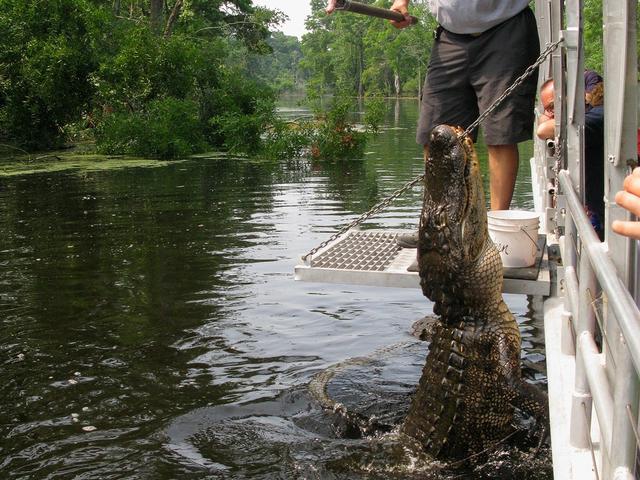 Feeding Gator