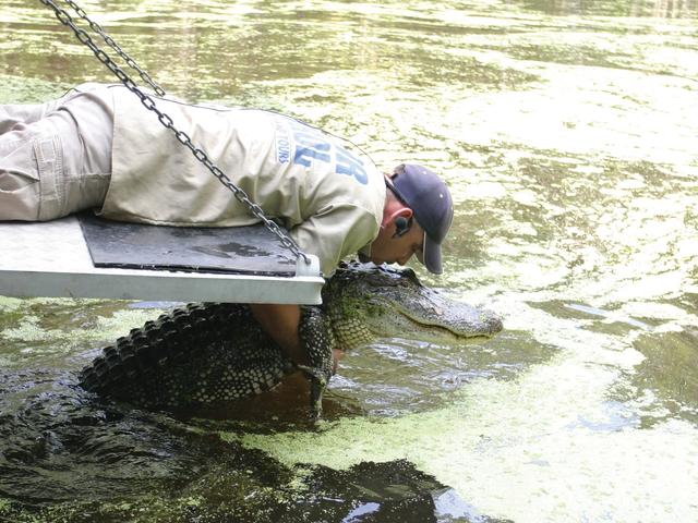 We Love Our Gators!