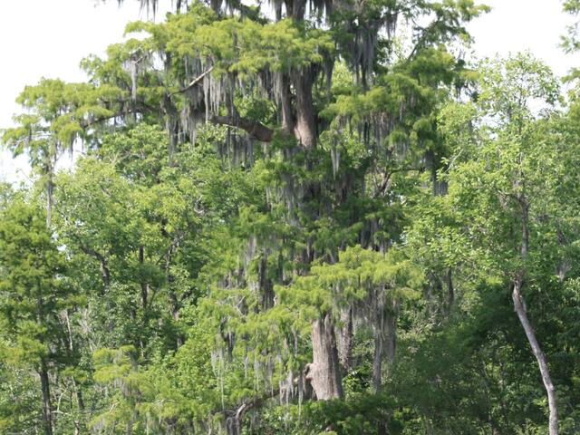 Cajun Pride Swamp Tours Photo 4