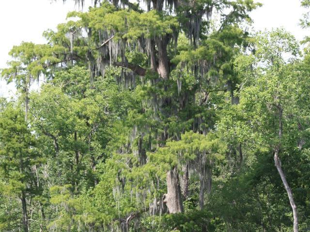 Cajun Pride Swamp Tours Photo 4