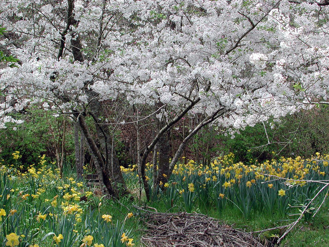 Over 100,000 bulbs are planted in Daffodil Valley at Afton Villa Gardens, St. Francisville Photo 4