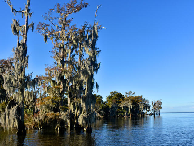 Bald Cypress Swamp