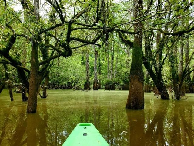 Summer in the swamp.