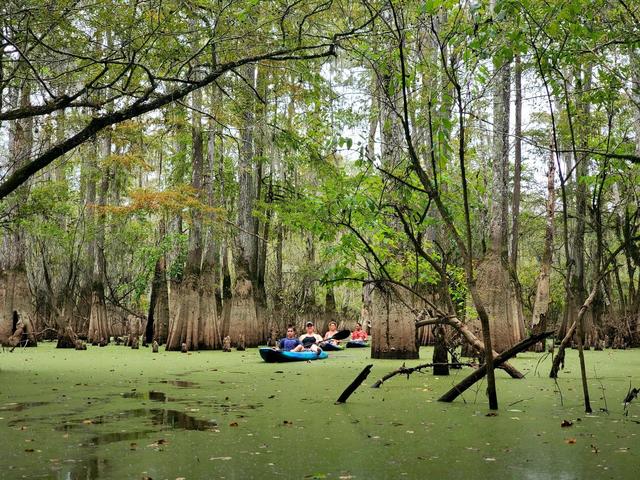 In the canopy of the swamp.