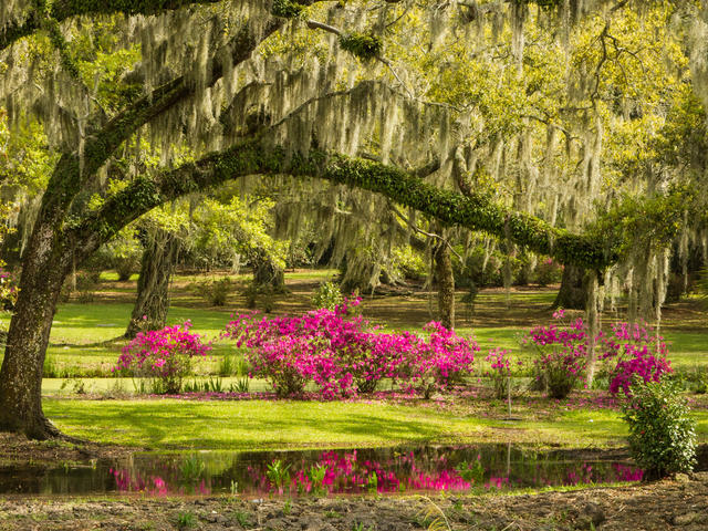 Jungle Gardens