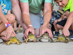 A group of three people preparing to race frogs at the Rayne Frog Festival.