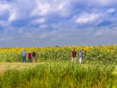 Five people gaze at a field of tall sunflowers.