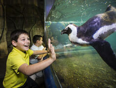 Young boy meets face to face with a penguin friend at the Audubon Aquarium in New Orleans.