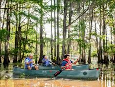 People sit in two green canoes and paddle through a sunny through a classic Louisiana cypress swamp at golden hour.