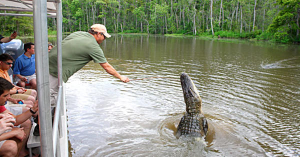 How to See Alligators on a Louisiana Swamp Tour