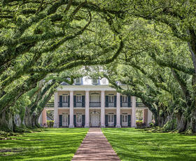 The brick path to the Oak Alley Plantation home is lined with large, curved trees, creating an archway.