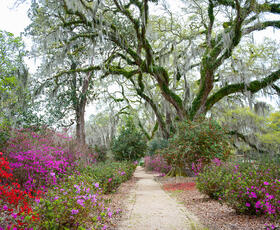 Path among blooming azaleas and spanish moss covered oaks