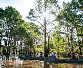Two boats paddle through the trees at Lake Bistineau State Park.