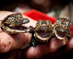 Alligators Houma