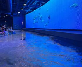 Enjoy a sensory experience at the Audubon Aquarium with a 60-foot touch pool, where you can touch sharks or stingrays.