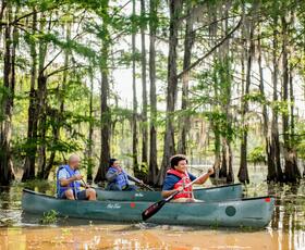 People sit in two green canoes and paddle through a sunny through a classic Louisiana cypress swamp at golden hour.