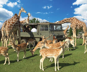 Go on Safari in Louisiana