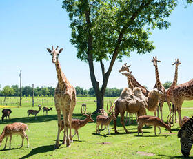 Take a tour to meet all the exotic animals at Global Wildlife Center in Louisiana