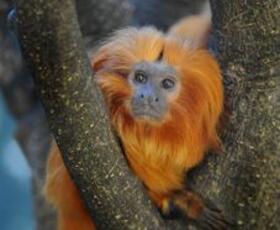 Monkey at the Baton Rouge Zoo in Baton Rouge, Louisiana