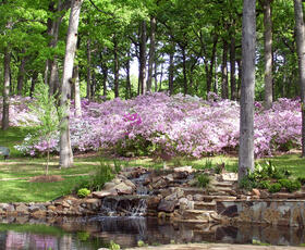 Azaleas at R.W. Norton Art Gallery and Botanical Gardens in Shreveport, Louisiana