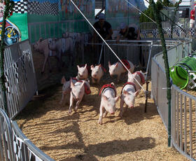 Pig Race