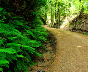 Tunica Hills Wildlife Area attractions and things to do