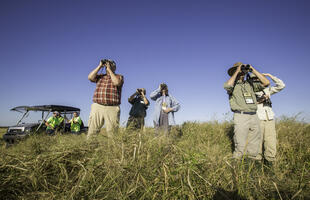 Yellow Rails and Rice Festival - Bird watching