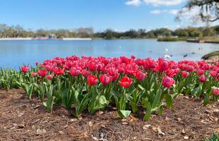 Flowers bloom in New Orleans City Park.