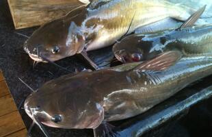 catfish