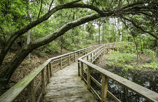A boardwalk at Fort Randolph and Buhlow State Historic Site, partially covered by a large leaning tree.