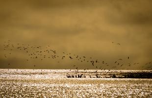 Birds landing on a strip of grass at sunrise or sunset at Grand Isle Beach in Louisiana.