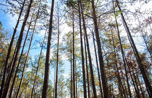 Kisatchie NationalForest trees Scenery
