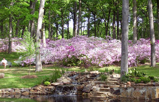 Azaleas in R. W. Norton  gardens