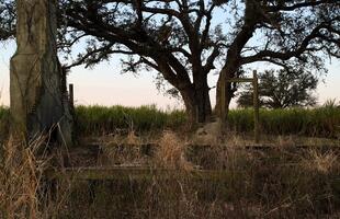 A tree that appears in "True Detective" on the grounds of Oak Alley