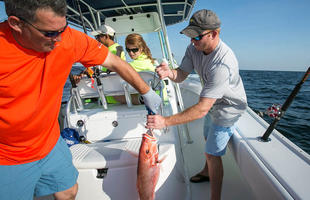 Red Snapper