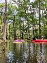 Kayakers paddle through a bayou.