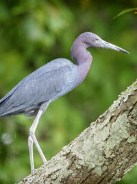 Blue heron